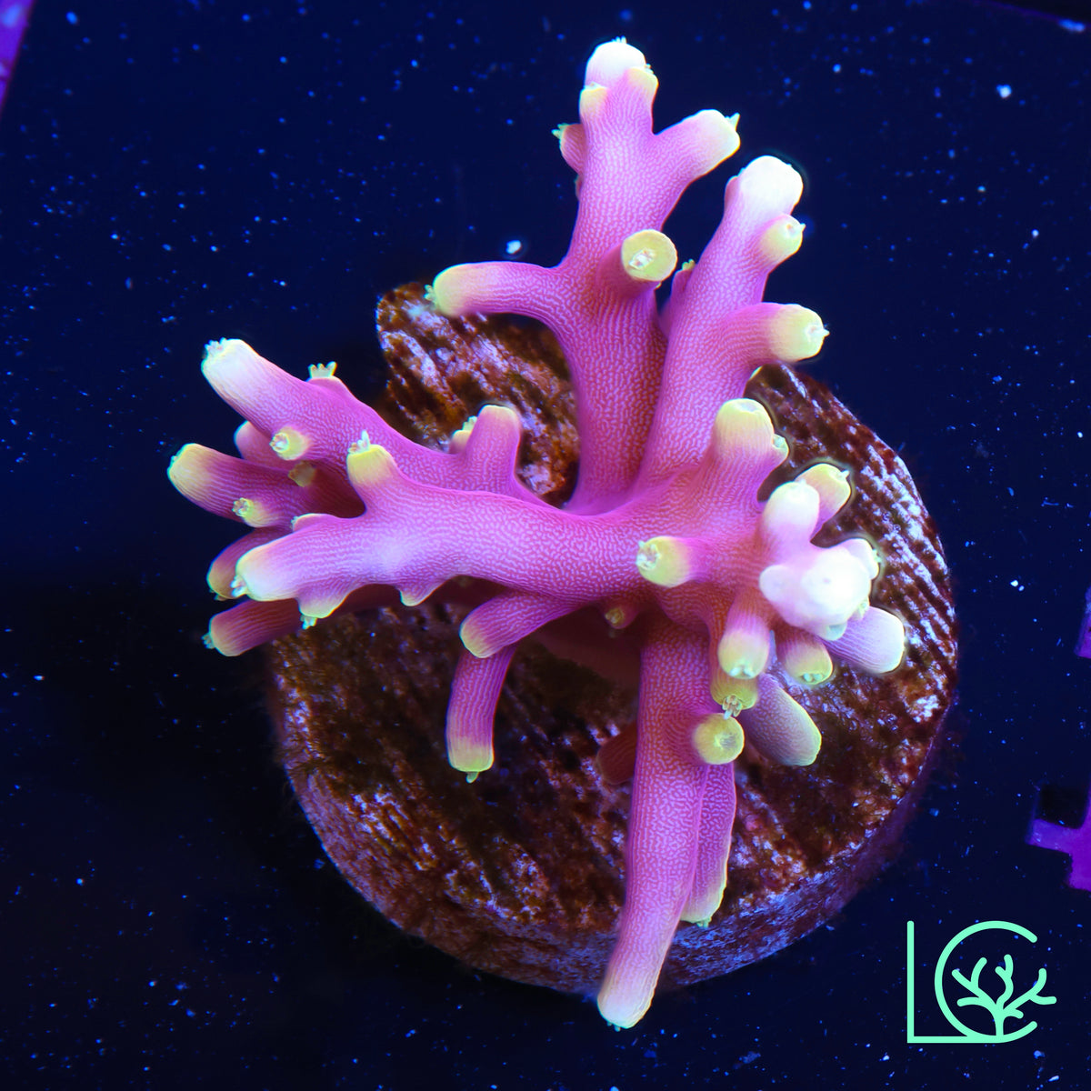 Little Red Ferrari Anacropora WYSIWYG
