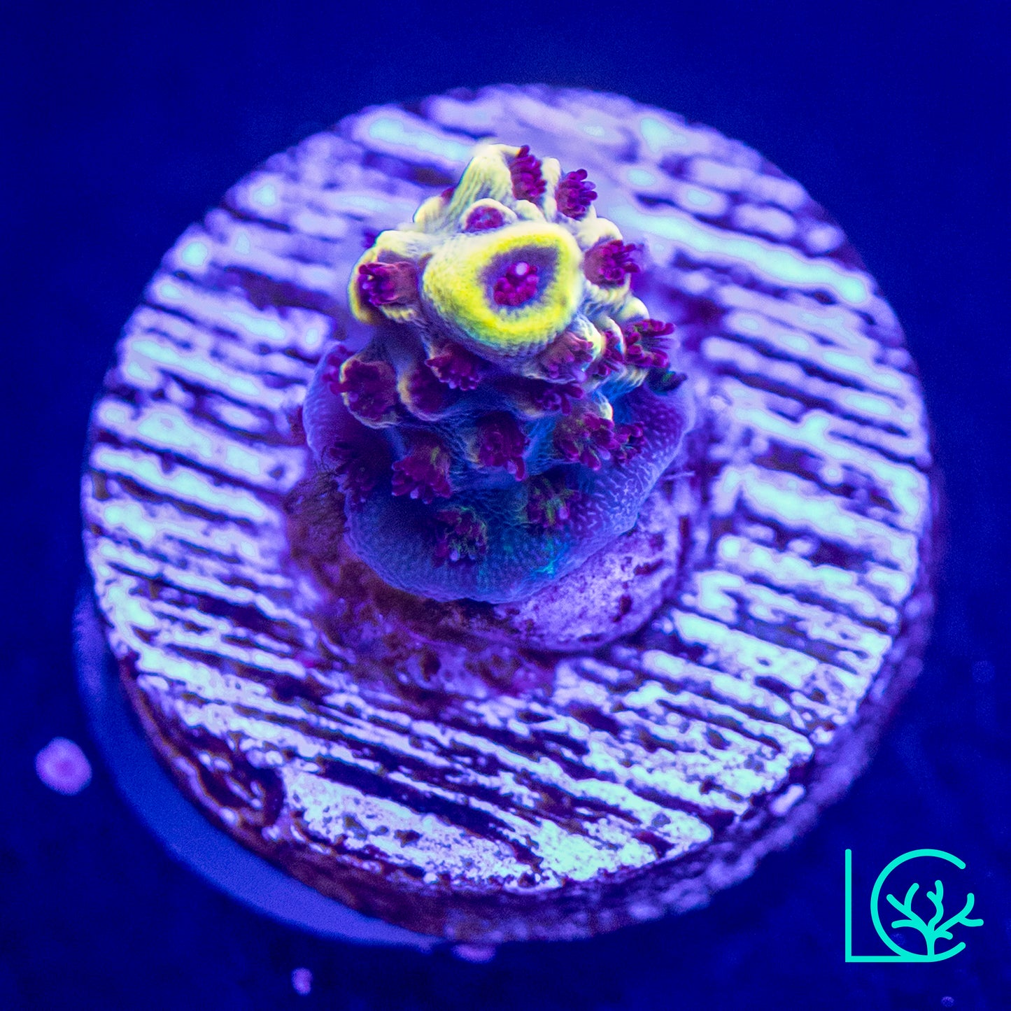 WWC Afterparty Acropora WYSIWYG