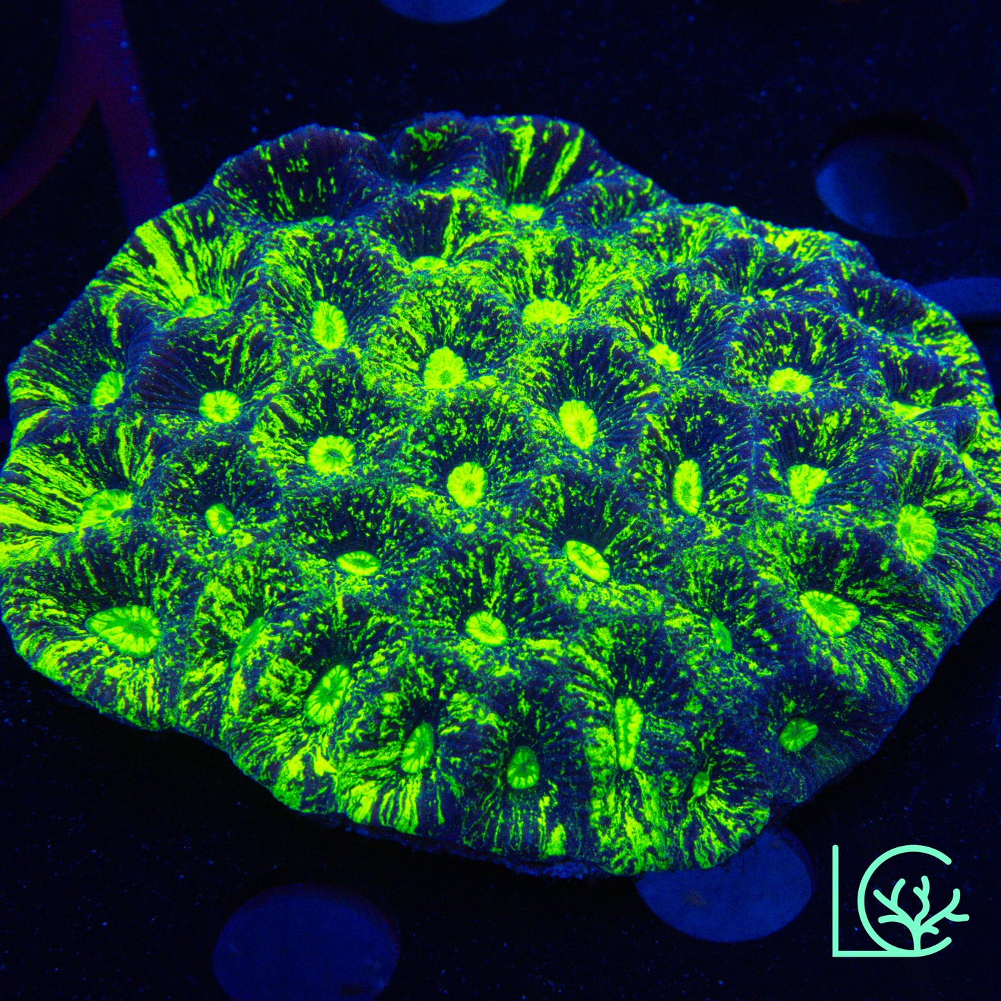 Highlighter Goniastrea Colony WYSIWYG