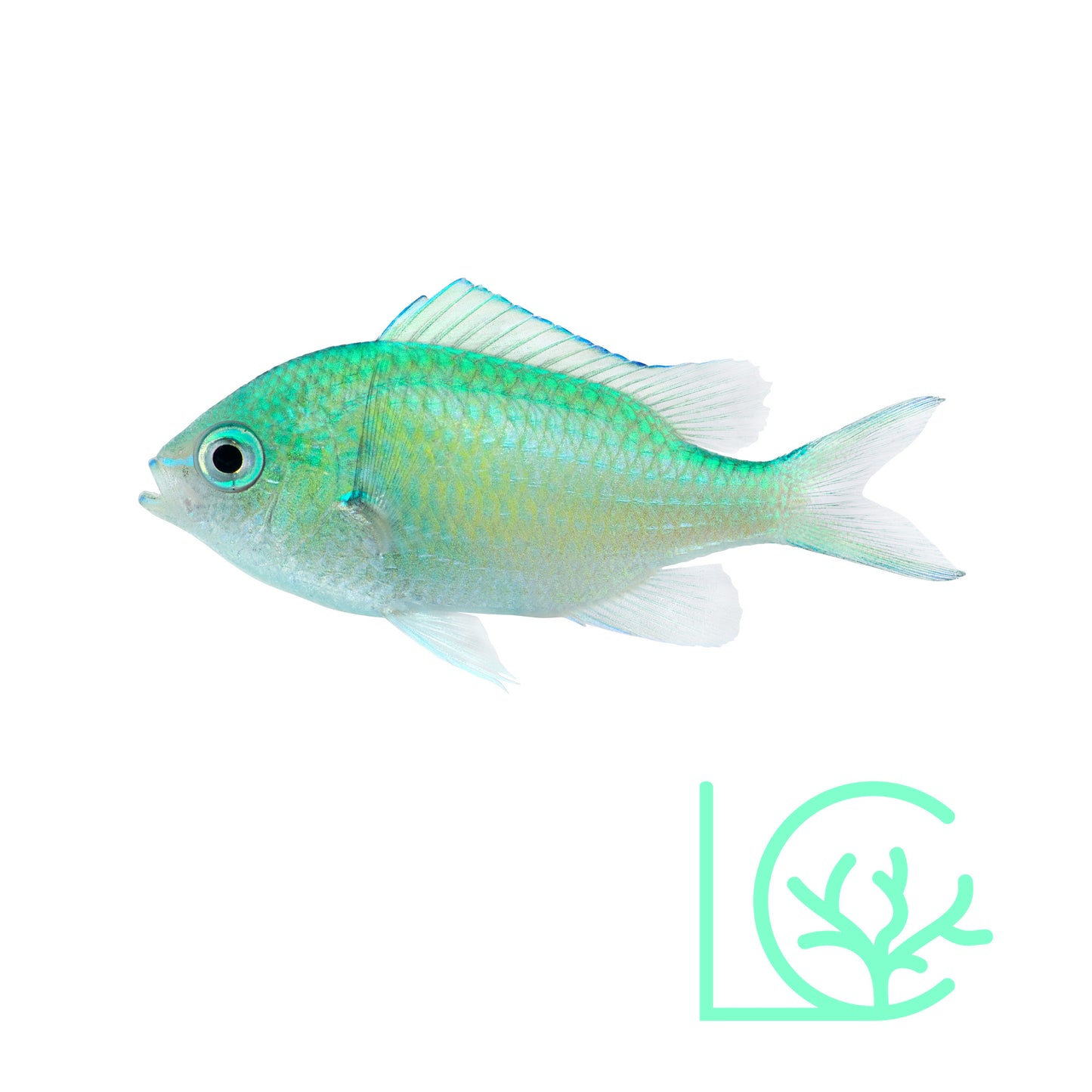 Green Chromis