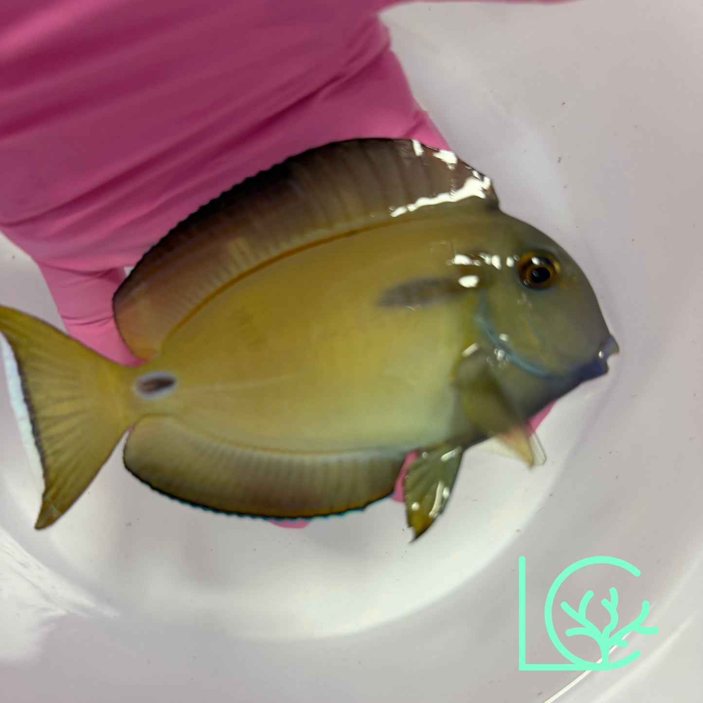 Lieutenant x Orange Shoulder Hybrid Tang