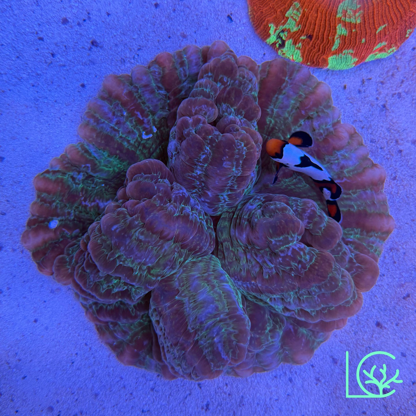 Indophyillia WYSIWYG