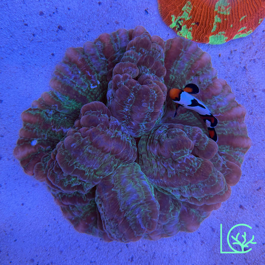 Indophyillia WYSIWYG