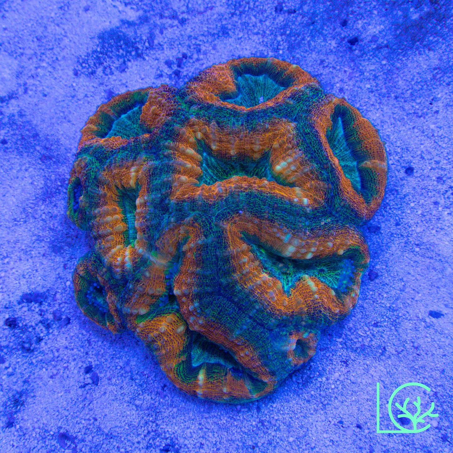 Citrus Meltdown Lobo WYSIWYG
