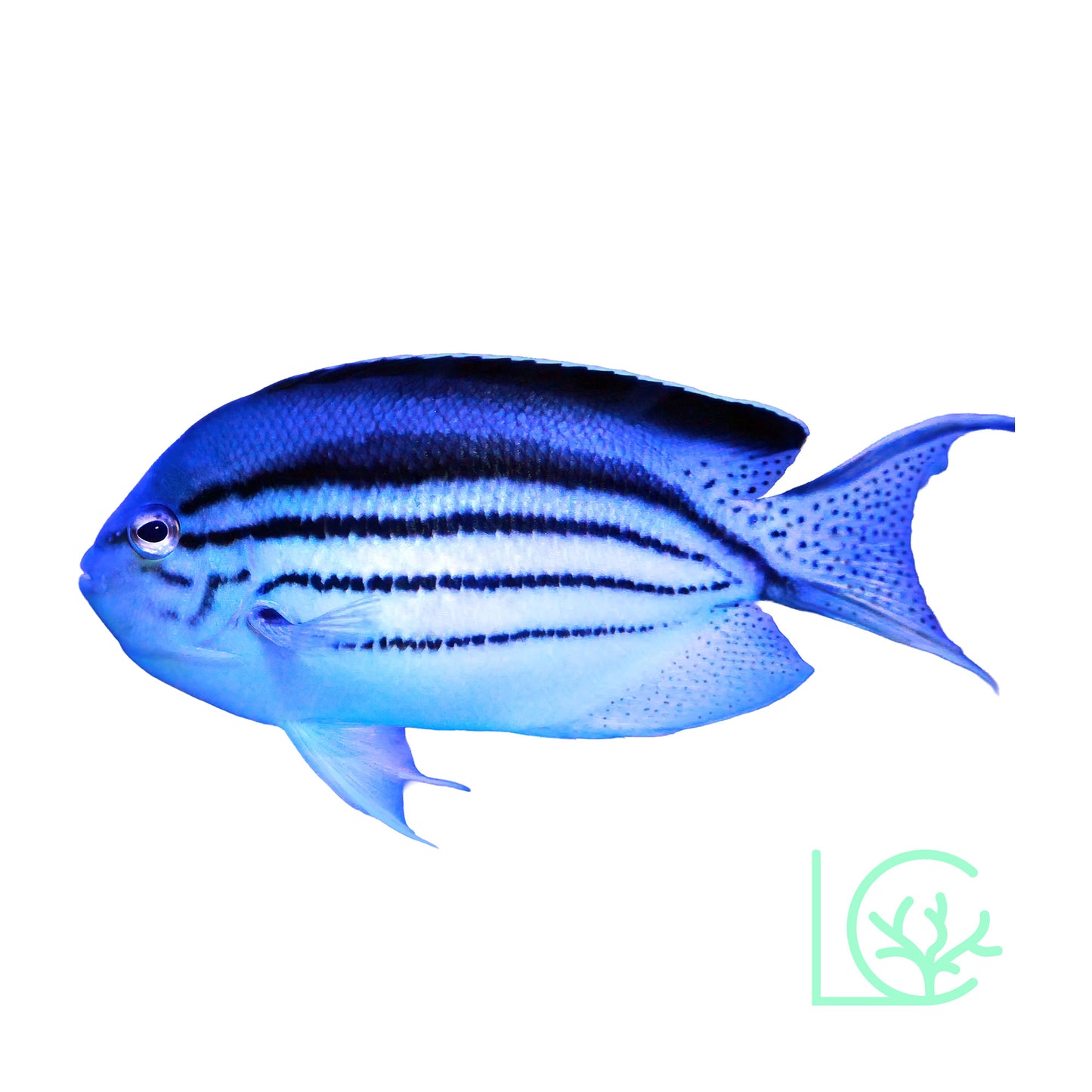 Lamarck Angelfish
