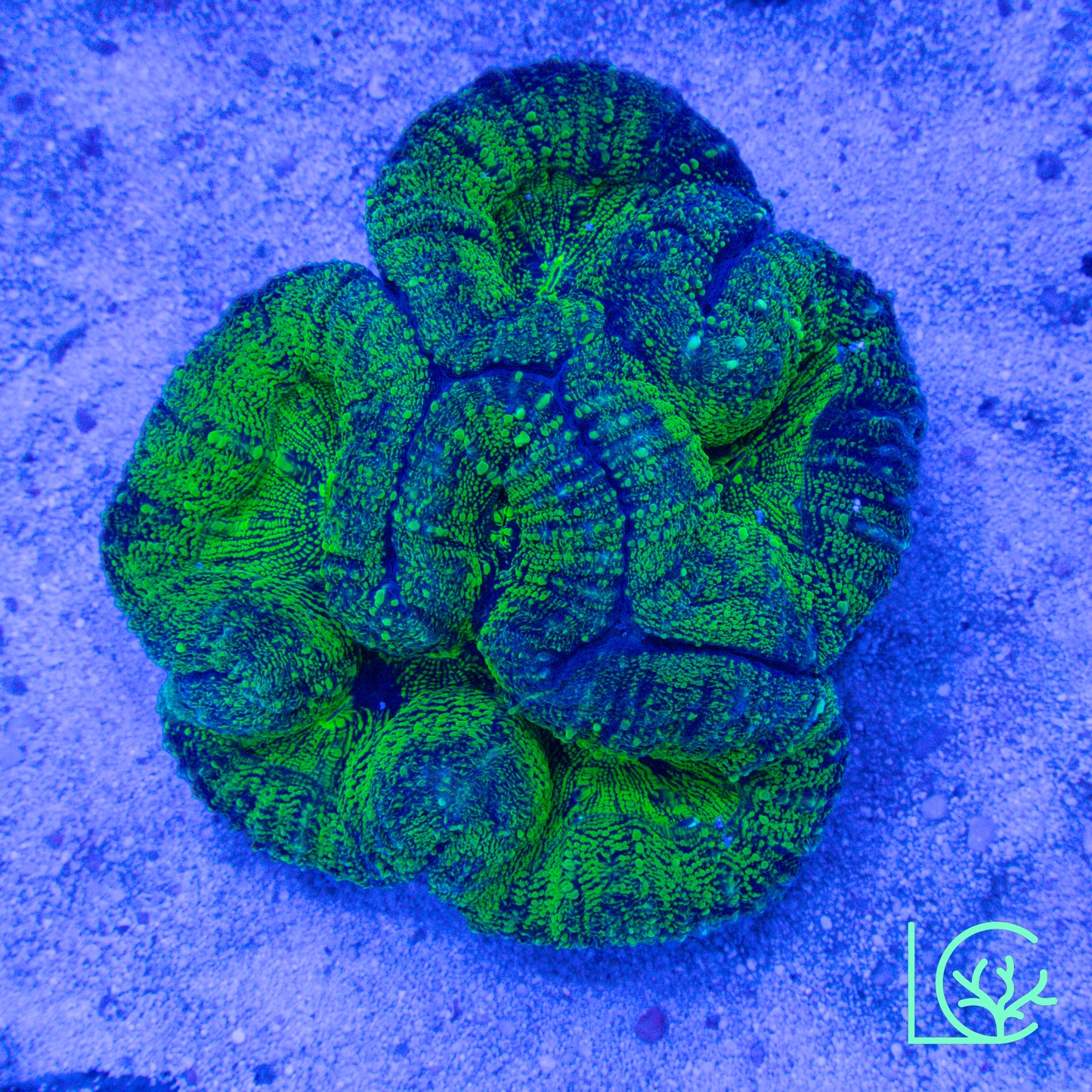 Emerald Galaxy Lobo WYSIWYG
