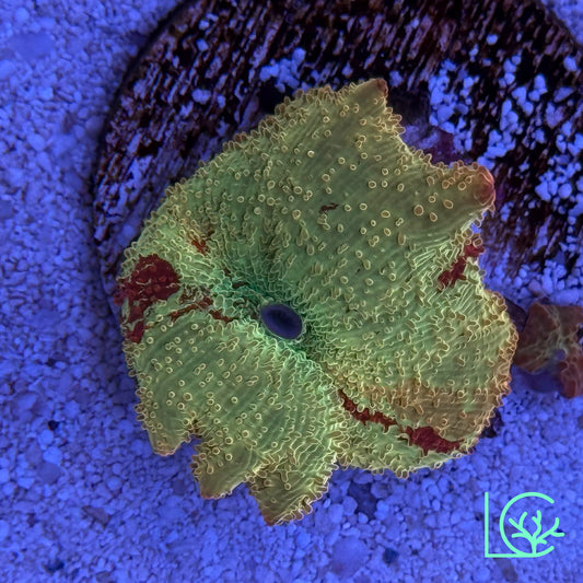 Yellow Red Jawbreaker Mushroom WYSIWYG