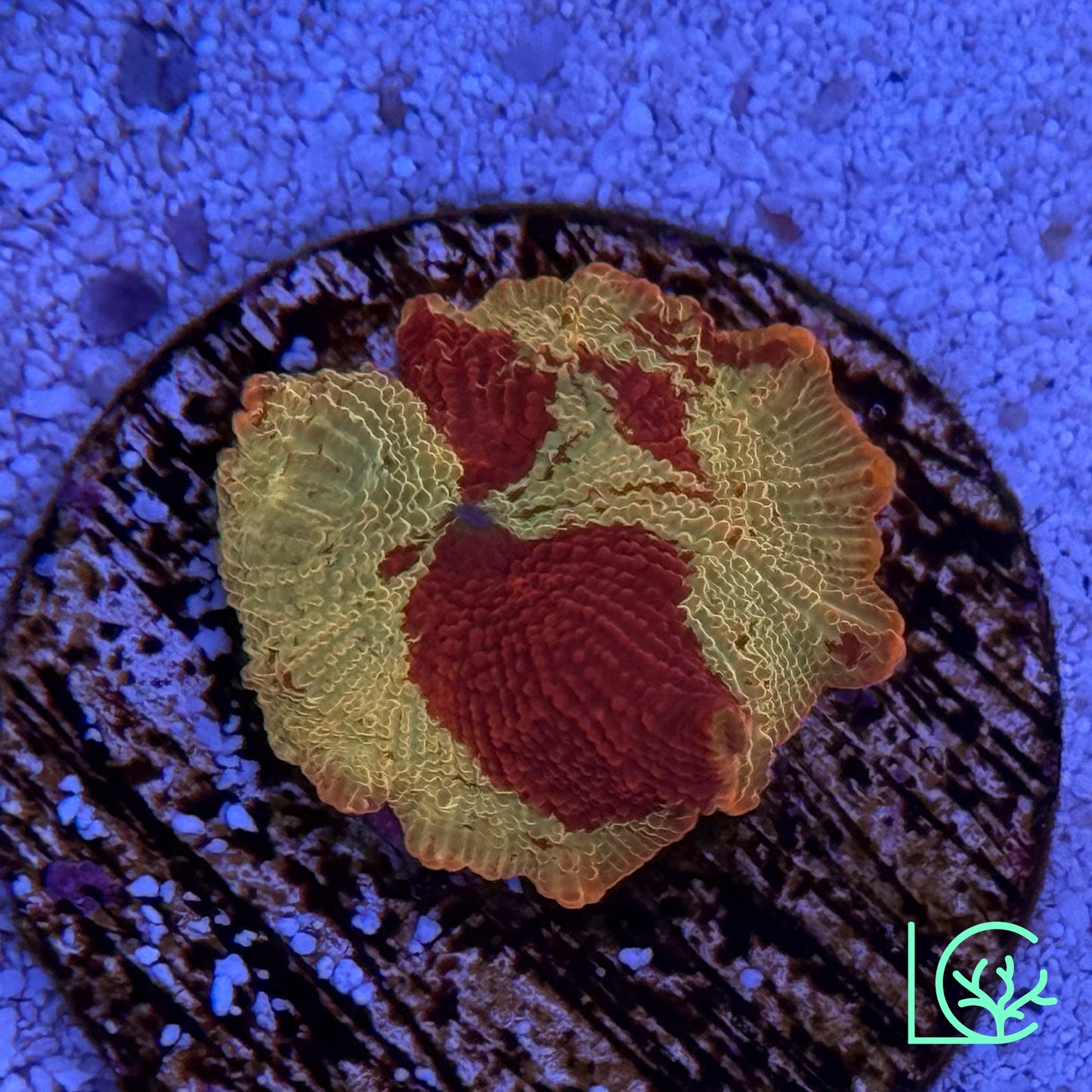 Yellow Red Jawbreaker Mushroom WYSIWYG