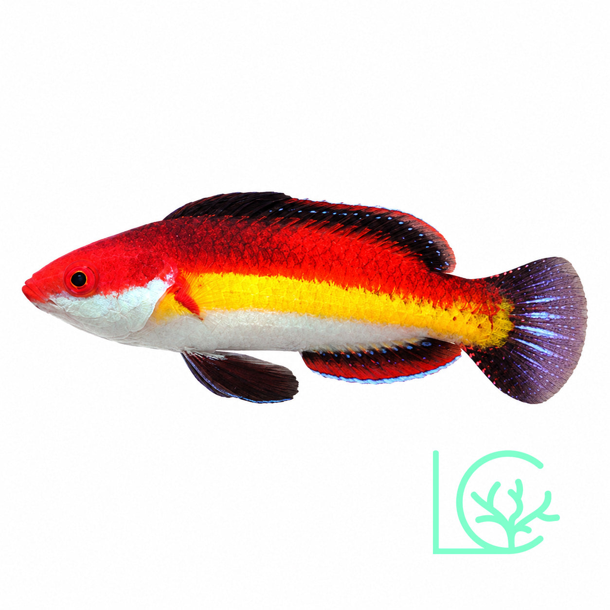 Naoko's Fairy Wrasse