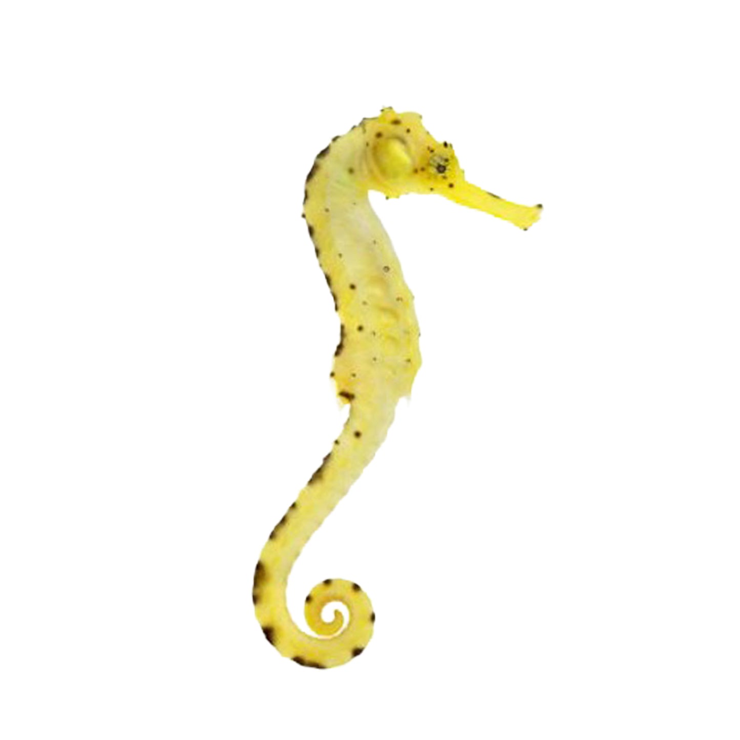 ORA Captive-Bred Tigertail Seahorse
