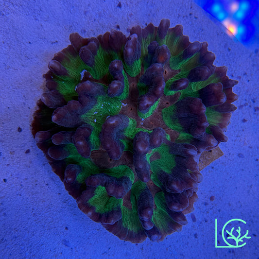 Rainbow Pectina Colony WYSIWYG