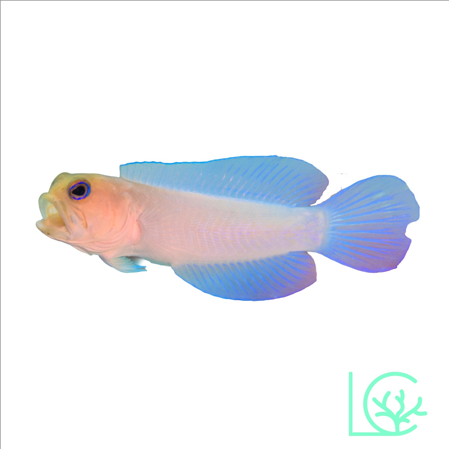 Pearly Yellowhead Jawfish
