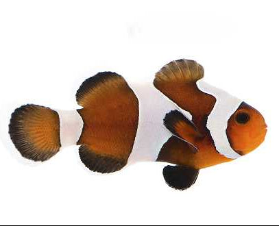 Premium Mocha Gladiator Clownfish