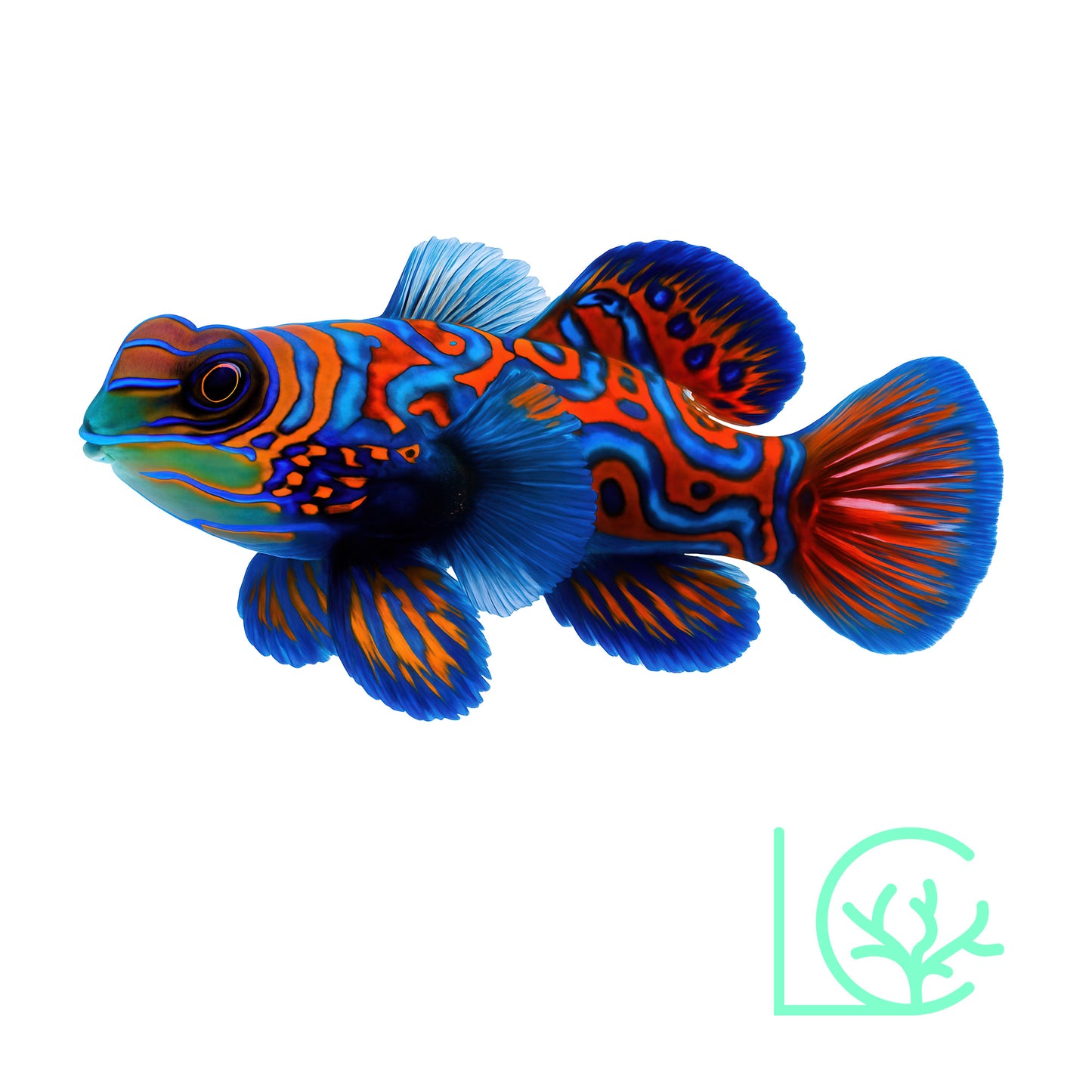 Red Mandarin