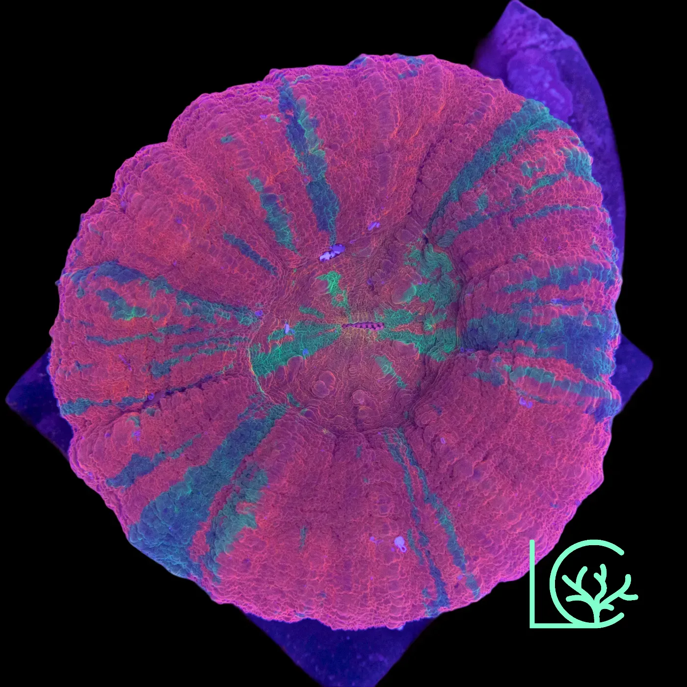 Reverse Bleeding Apple Scoly WYSIWYG