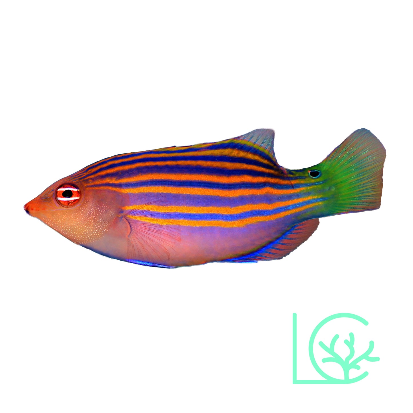 Six Line Wrasse
