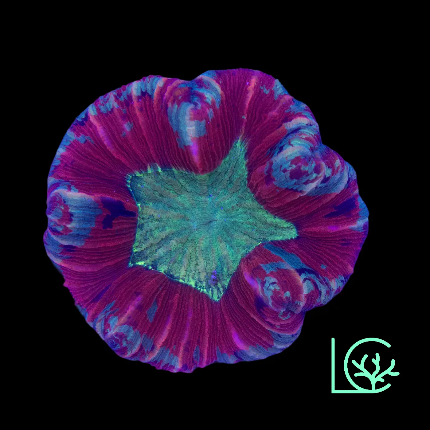 Pixie Trachy WYSIWYG