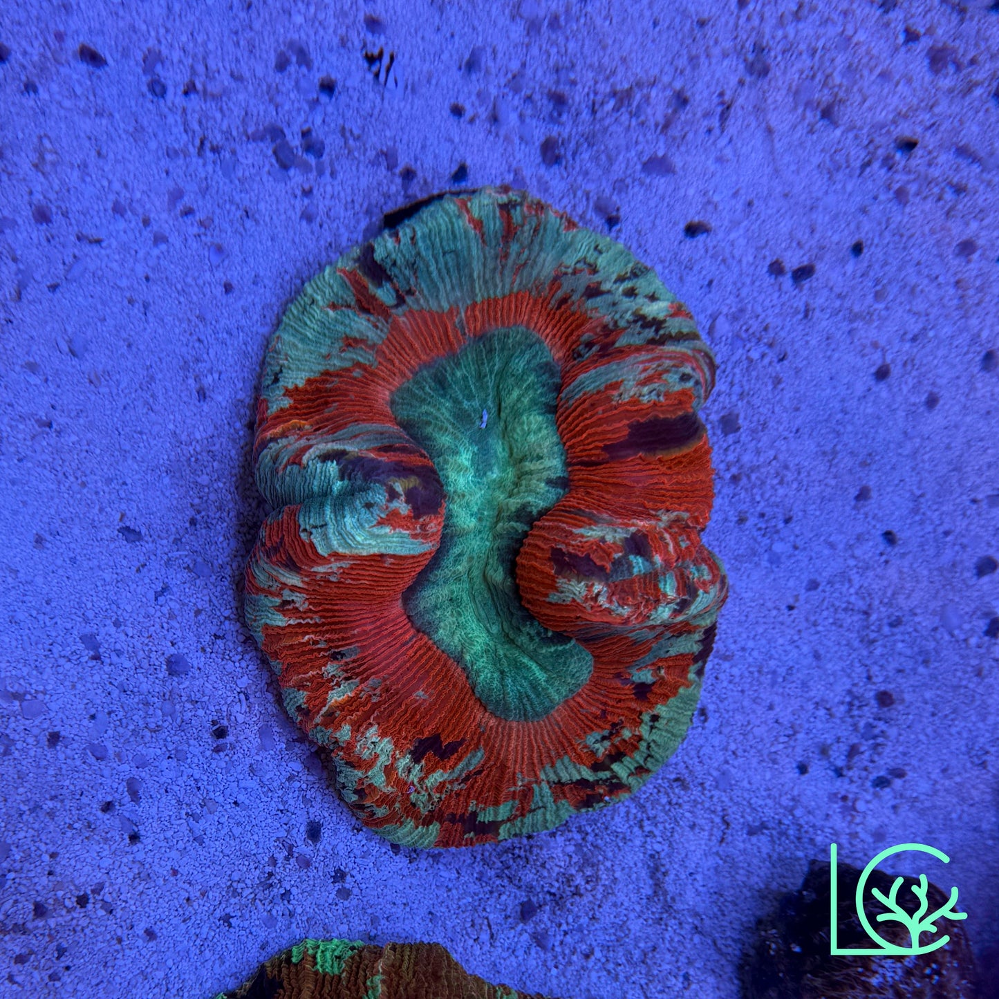 Pixie Trachy WYSIWYG