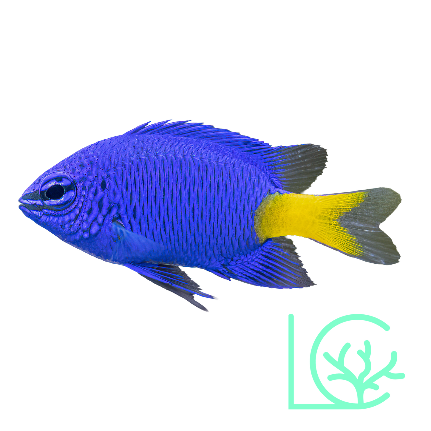 Yellowtail Blue Damsel