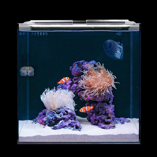 Clownfish and Anemone Kit