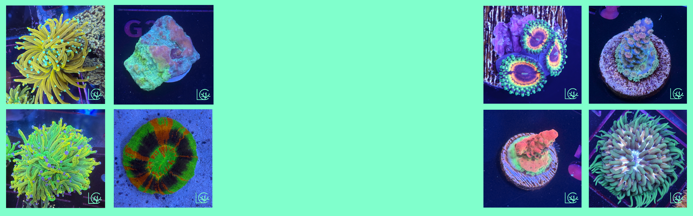 coral drop background.png