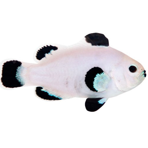 Orange Snow Storm Clownfish