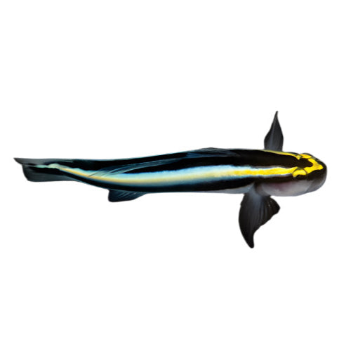 ORA Sharknose Goby