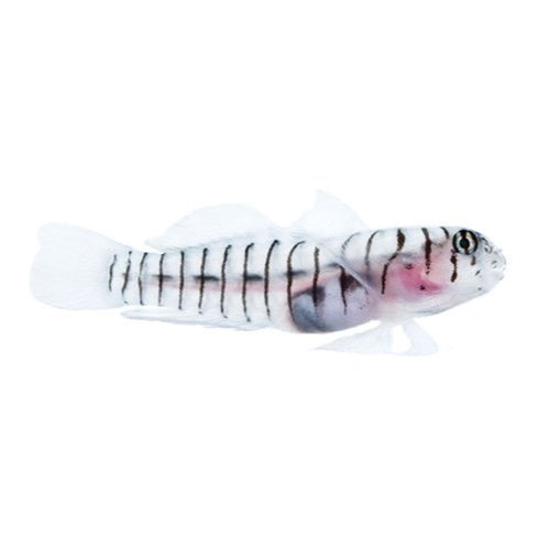 ORA Tiger Goby