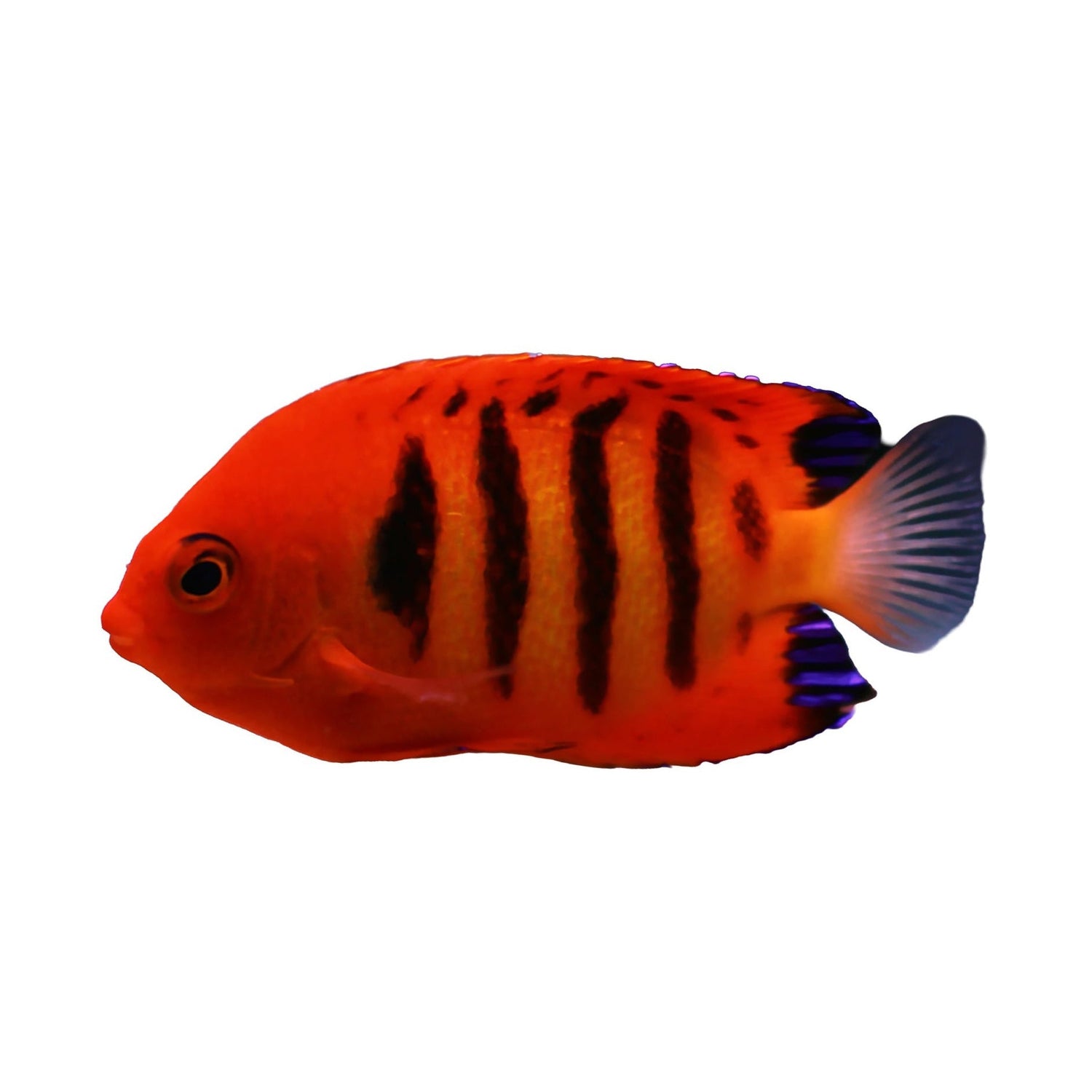 Angelfish
