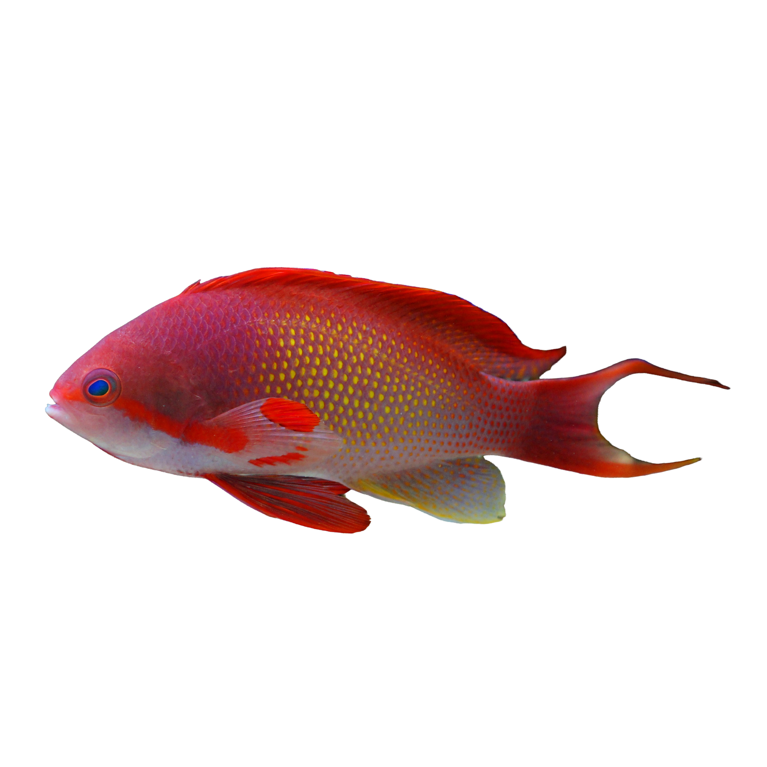 Anthias