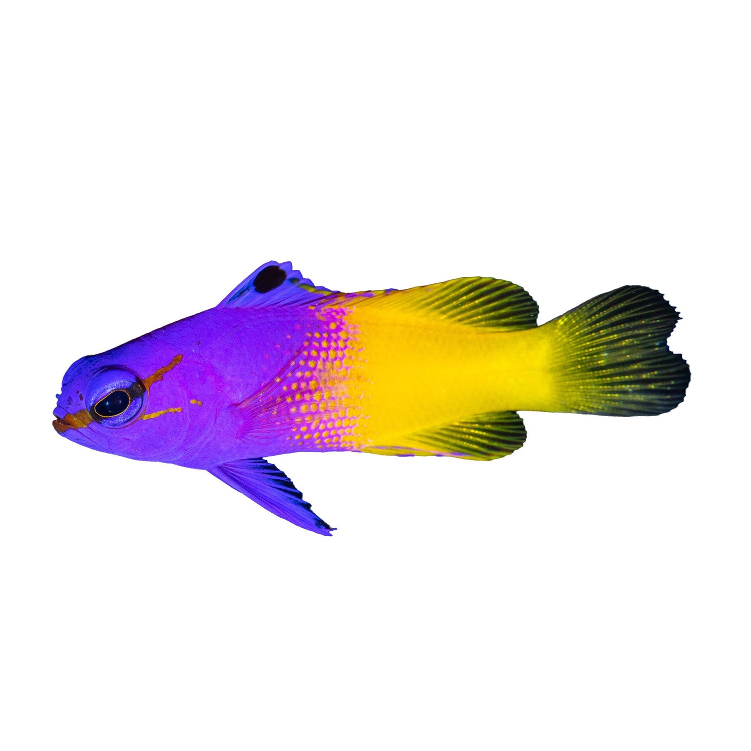 Basslets