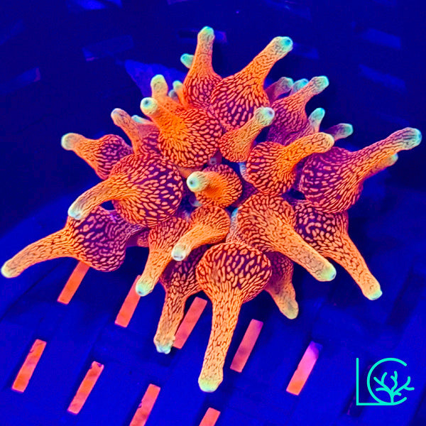 Anemones