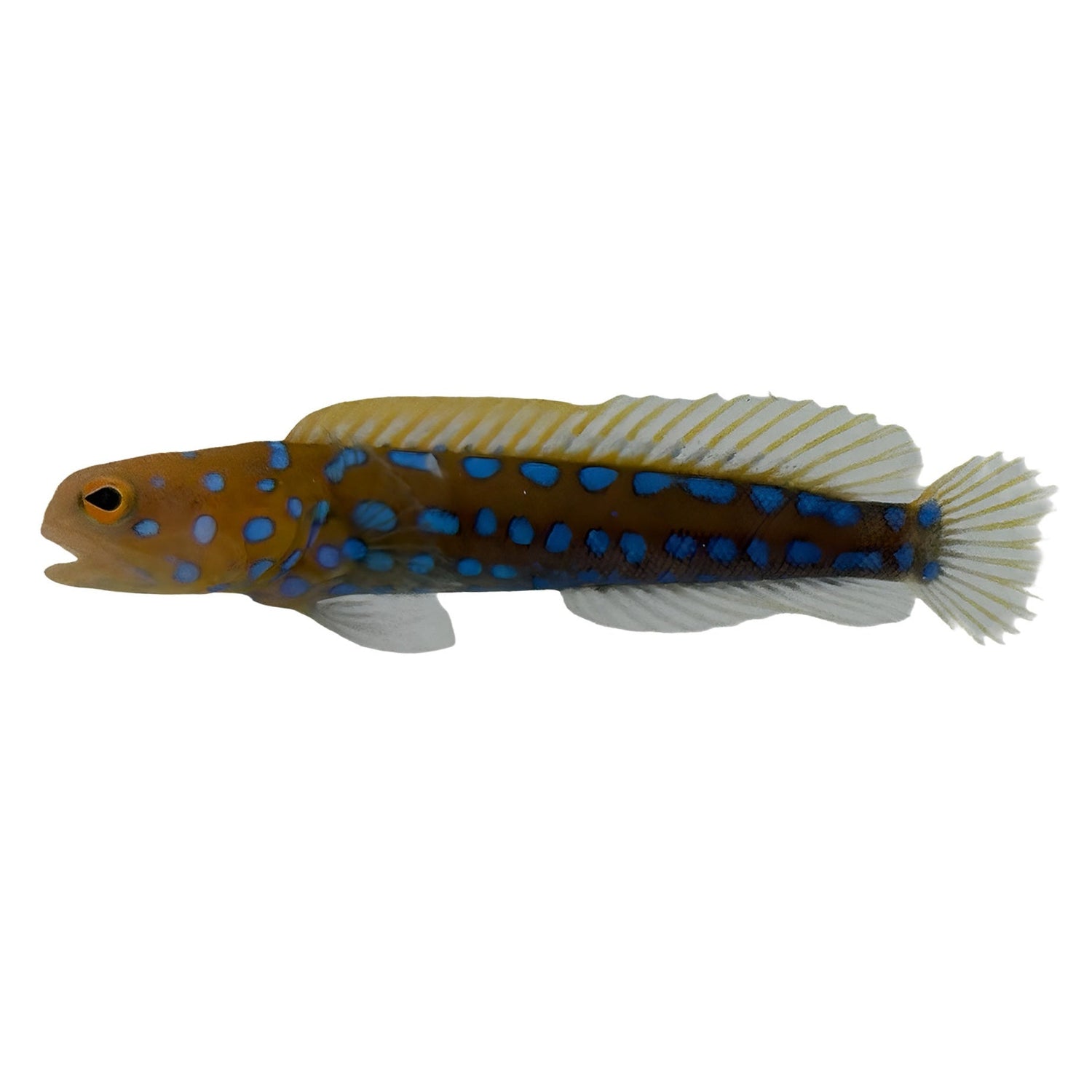 Jawfish