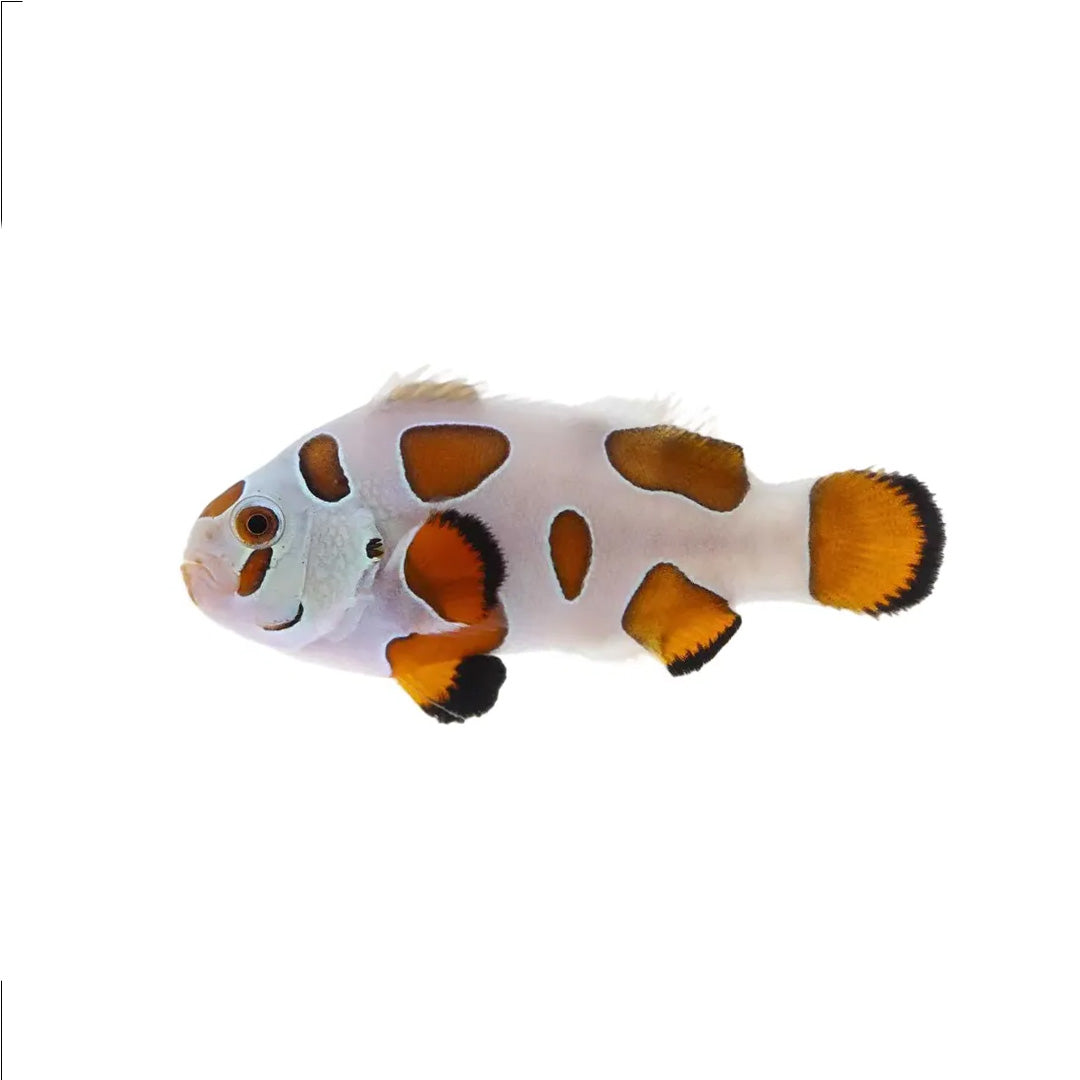 Clownfish