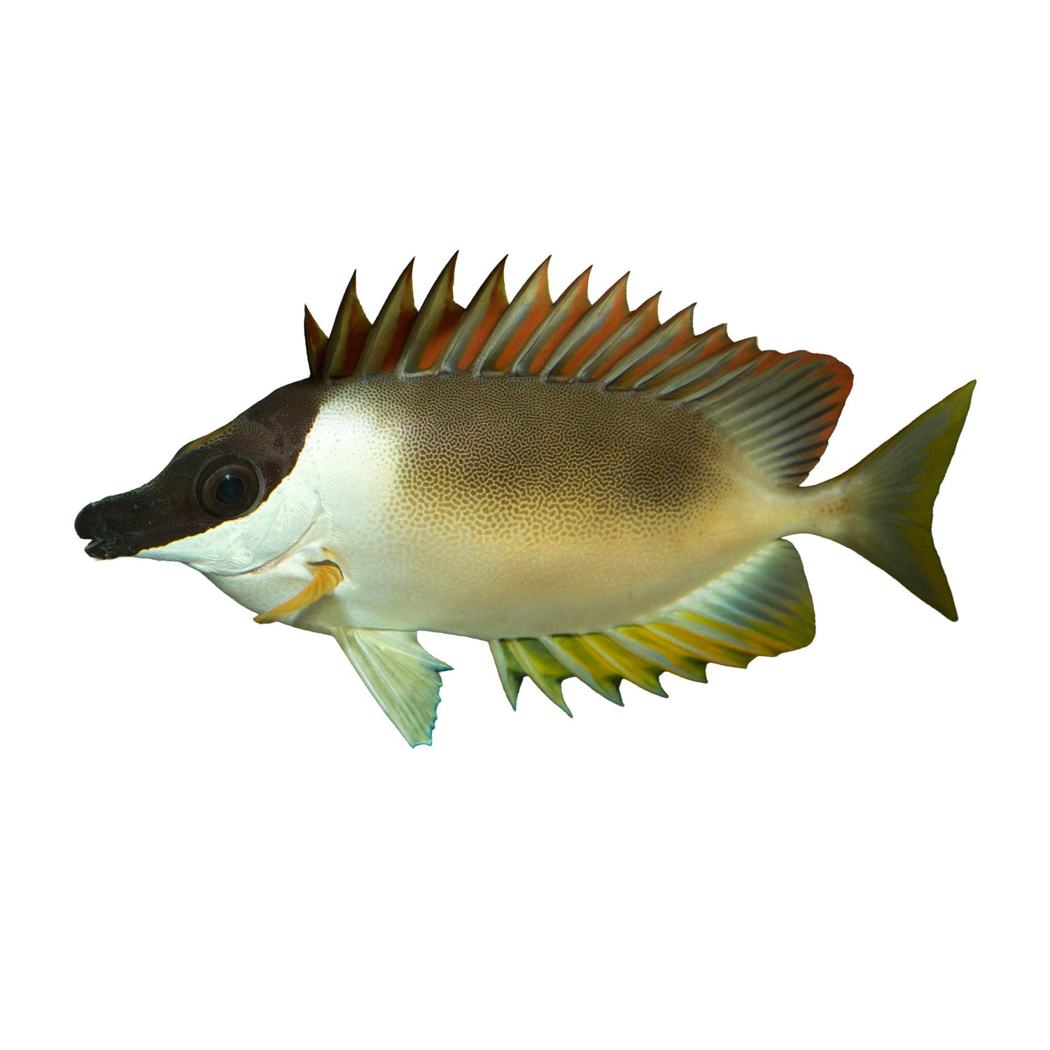 Rabbitfish