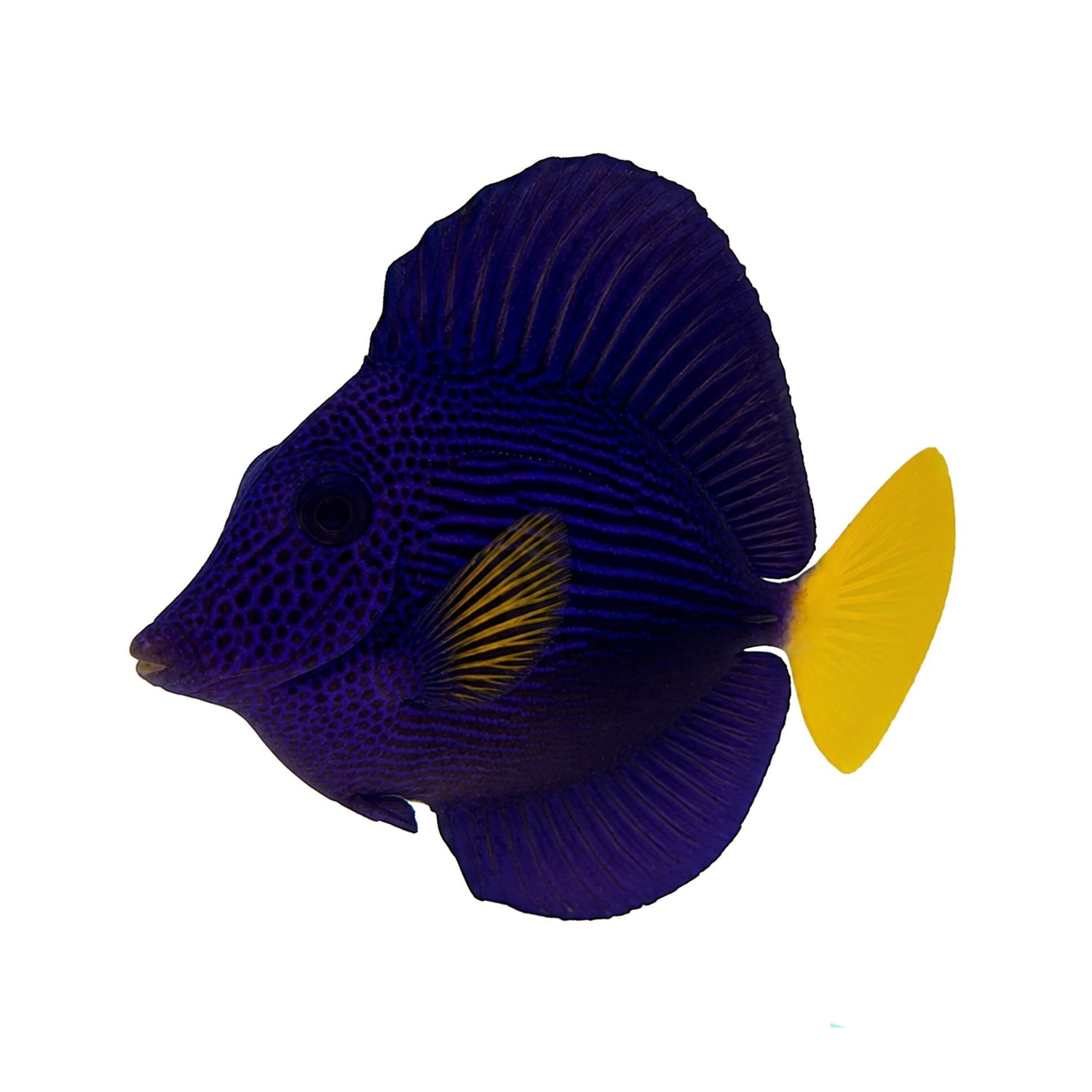 Tangs