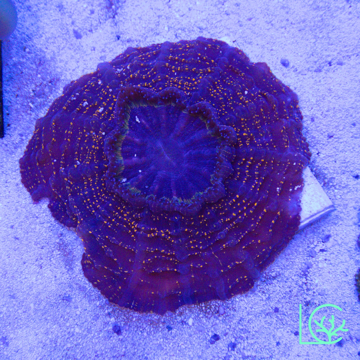 Red Glitter Acantho