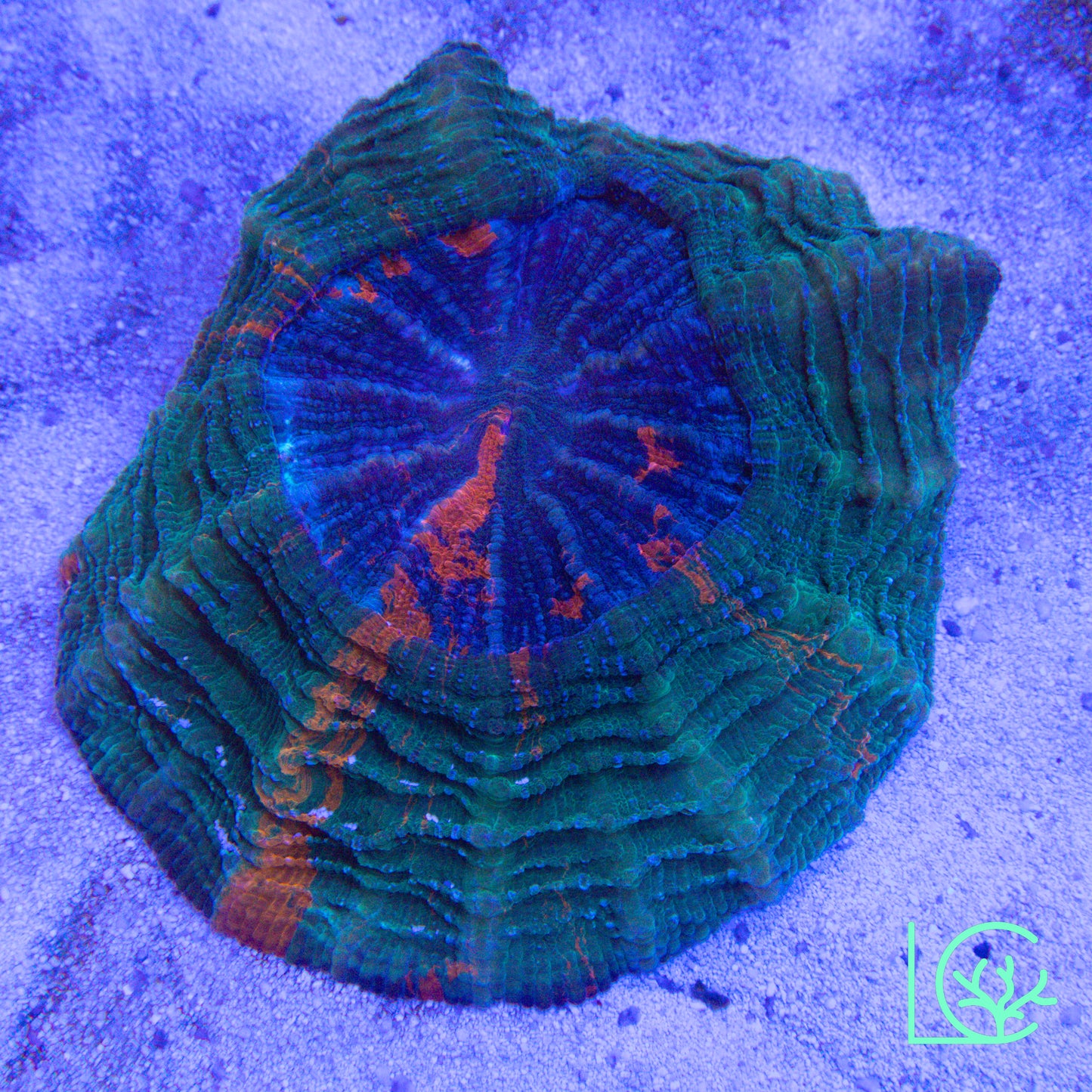 Orange Streak Acantho