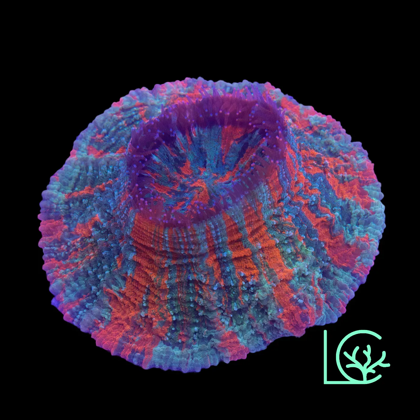 Warpaint Acantho WYSIWYG