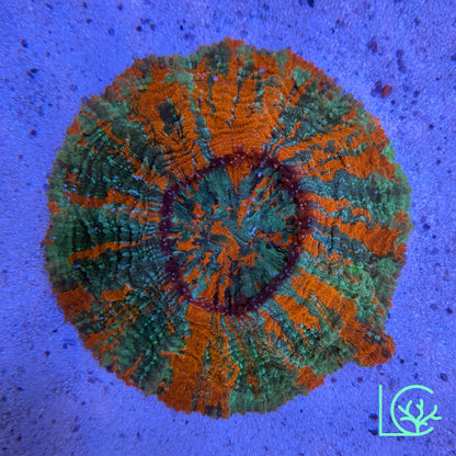 Warpaint Acantho WYSIWYG