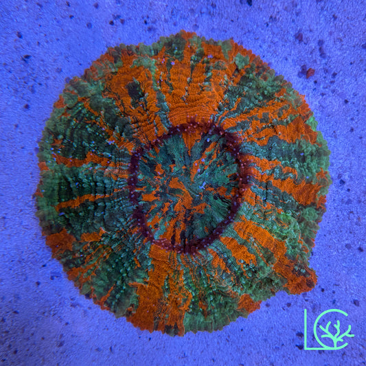 Warpaint Acantho WYSIWYG