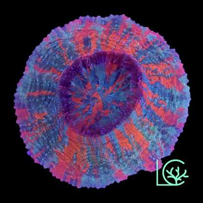 Warpaint Acantho WYSIWYG