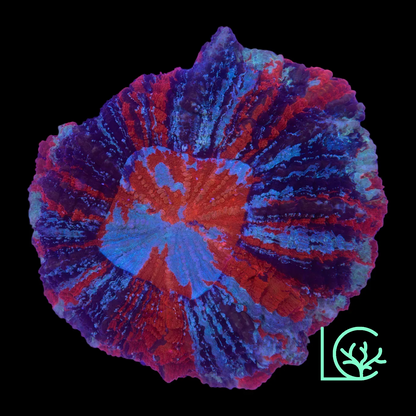 Warpaint Acantho WYSIWYG