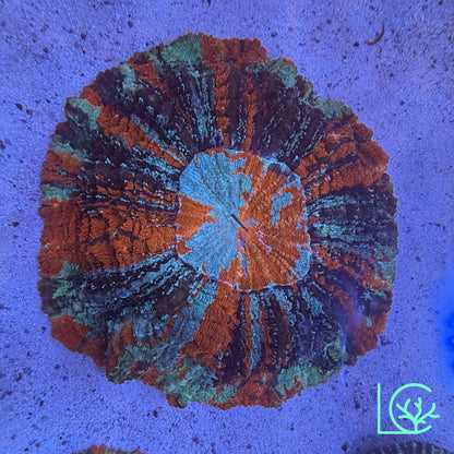 Warpaint Acantho WYSIWYG