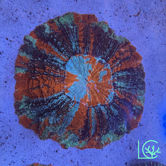 Warpaint Acantho WYSIWYG