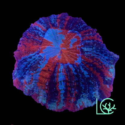 Warpaint Acantho WYSIWYG