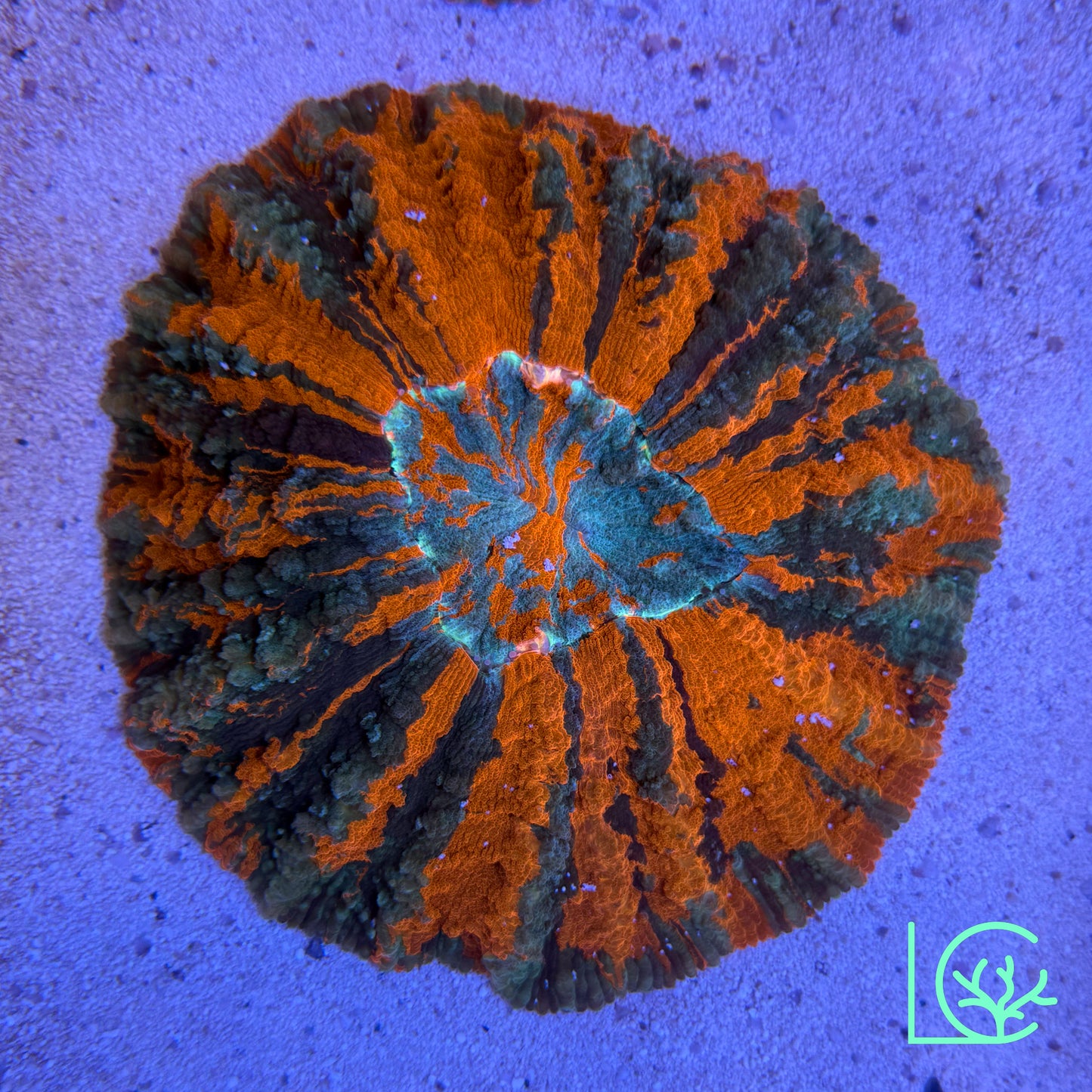 Warpaint Acantho WYSIWYG