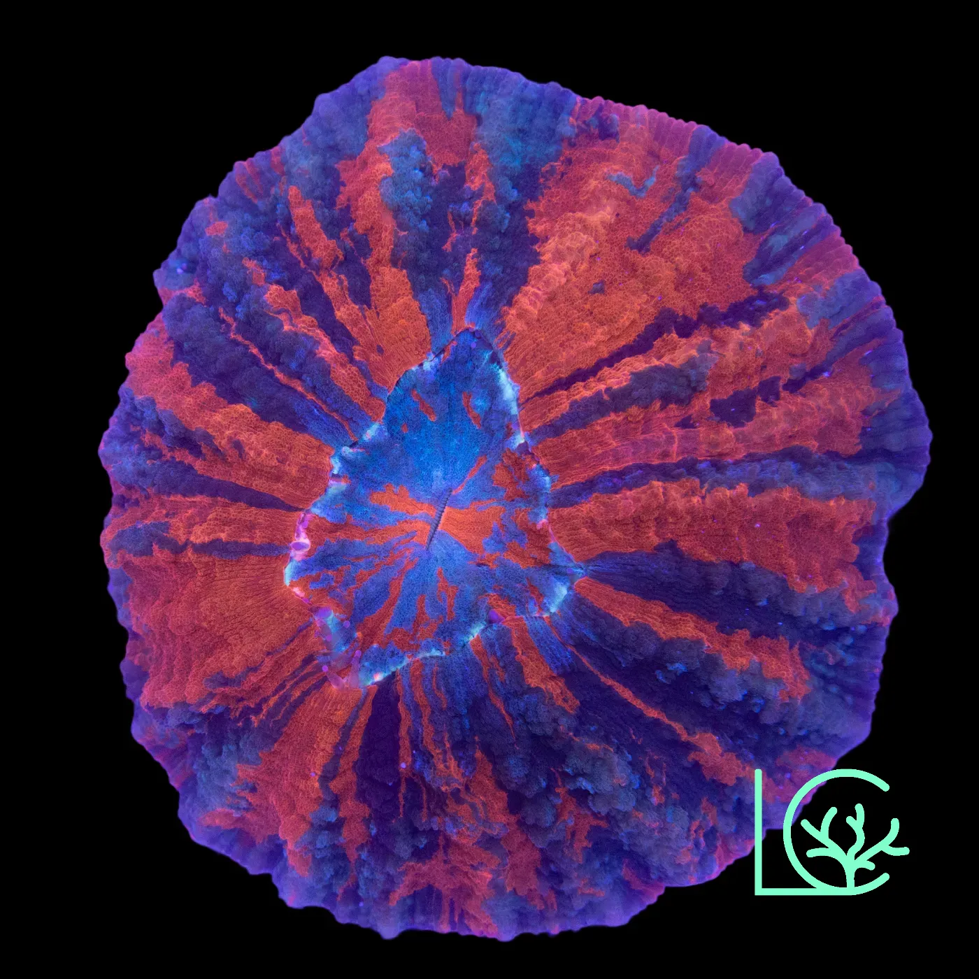 Warpaint Acantho WYSIWYG