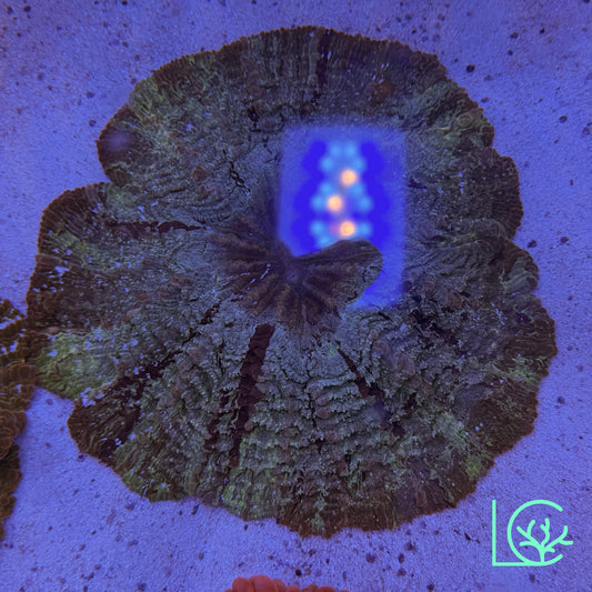 Platinum Acantho WYSIWYG