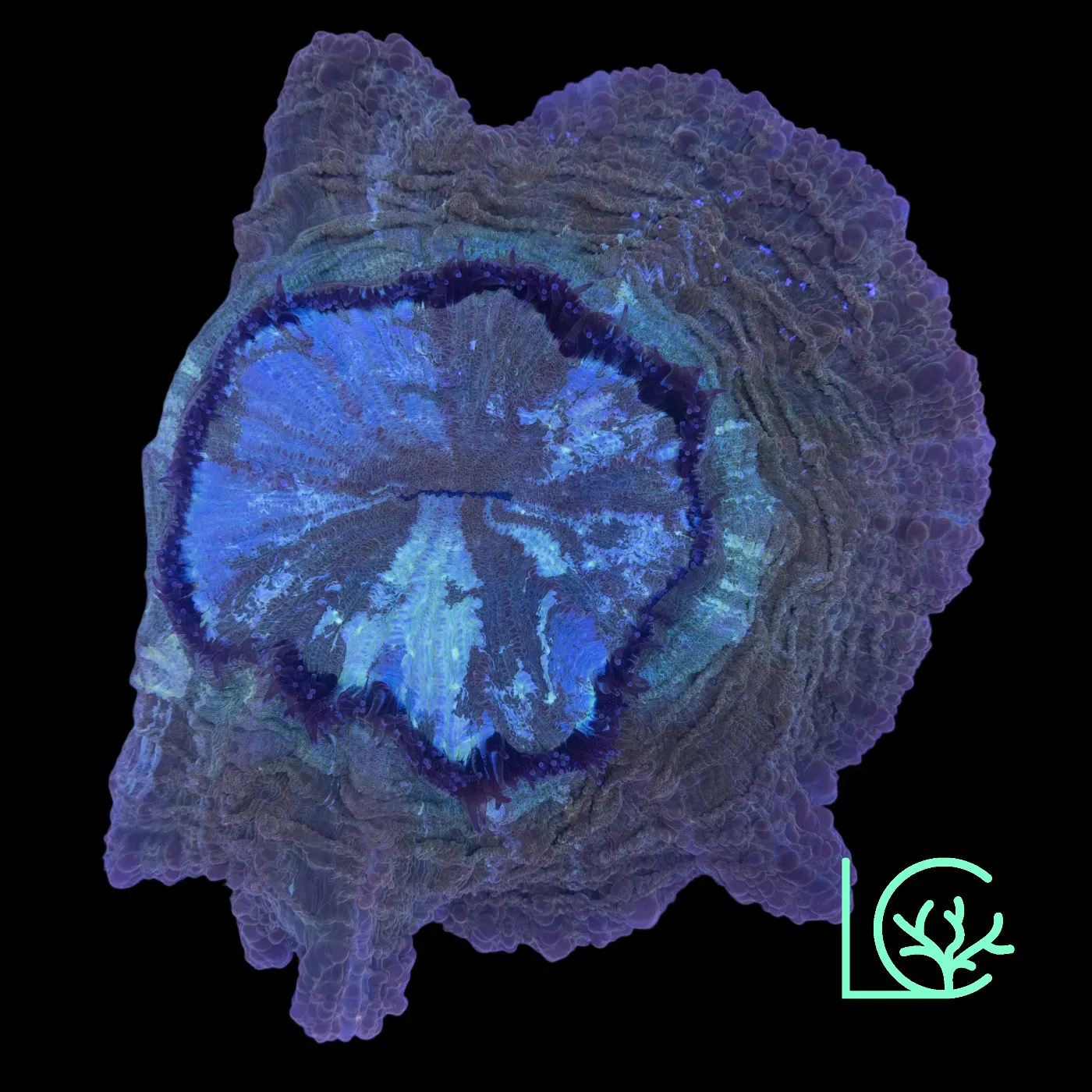 Marble Acantho WYSIWYG